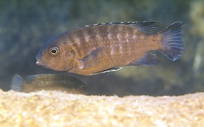 Petrotilapia sp. 'likoma barred' Ndumbi Rocks